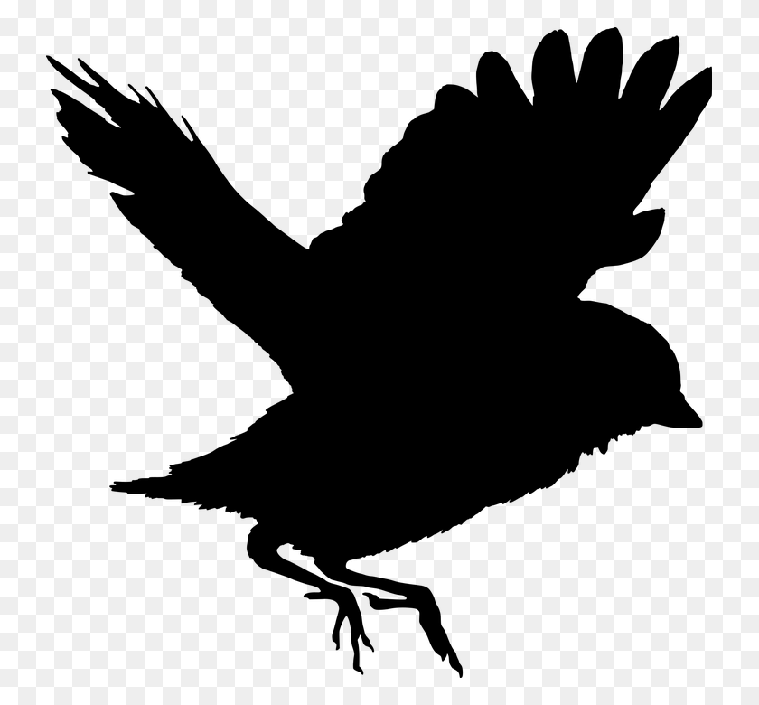 737x720 Freedom Fly Bird Sparrow, Gray, World Of Warcraft HD PNG Download