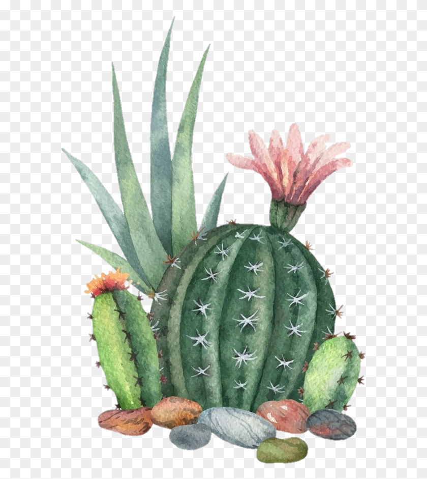 601x881 Freetoedit Ftesticker Cactus Succulent Plant Colorful Cactus HD PNG Download
