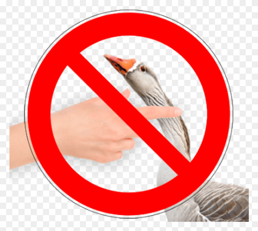 1025x910 Freetoedit Ganso Prohibido Fondo Transparente, Bird, Animal, Hand Hd Png