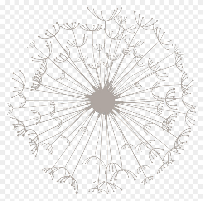 855x845 Freetoedit Giantdandelion Dandelion Transparentbackground Drawing, Plant, Flower, Blossom HD PNG Download