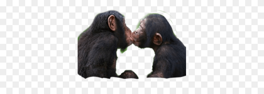 345x240 Freetoedit Love Rikarxfin83 Picsart Scmonkey Apes Kissing, Ape, Wildlife, Mammal HD PNG Download