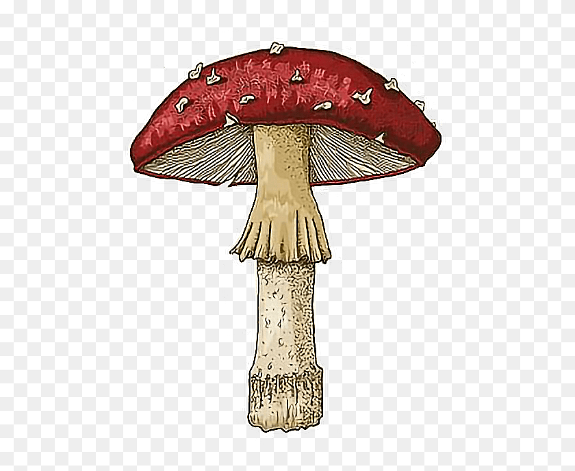 490x628 Freetoedit Mushroom Shroom Trippy Amanitamuscaria Agaric, Plant, Amanita, Fungus HD PNG Download
