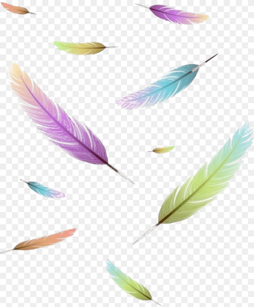 1024x1235 Freetoedit Sticker Icon Feder Feather Wrote Write Feather, Flower, Leaf, Petal, Plant Transparent PNG