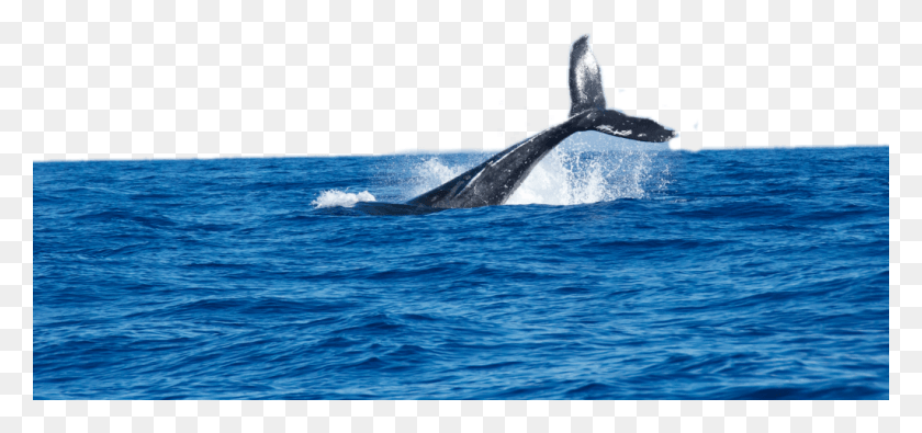 1024x440 Freetoedit Whale Ocean Splash Habitat De La Ballena, Sea Life, Animal, Mammal HD PNG Download