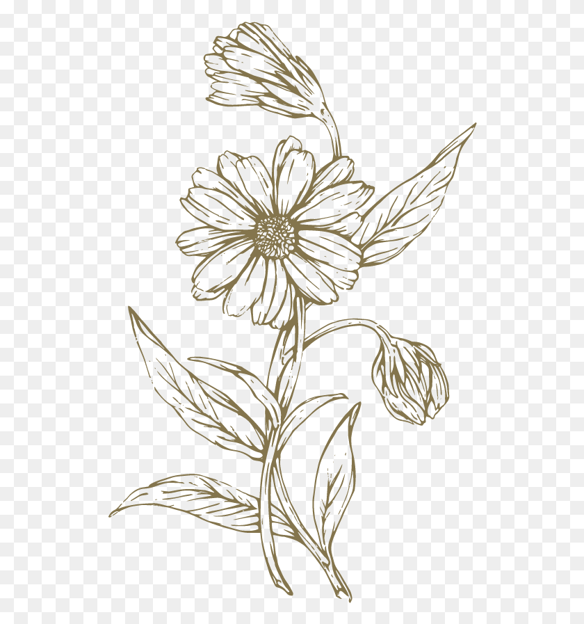 532x837 Freeuse At Getdrawings Com Free For Personal Lily Family, Graphics, Floral Design HD PNG Download