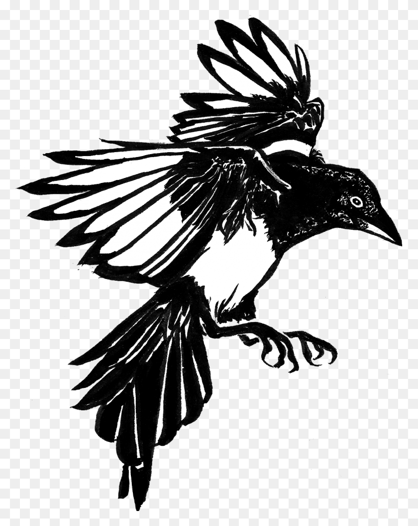1185x1512 Freeuse Crow Clipart Urraca Magpie Drawing Transparent, Bird, Animal, Stencil HD PNG Download