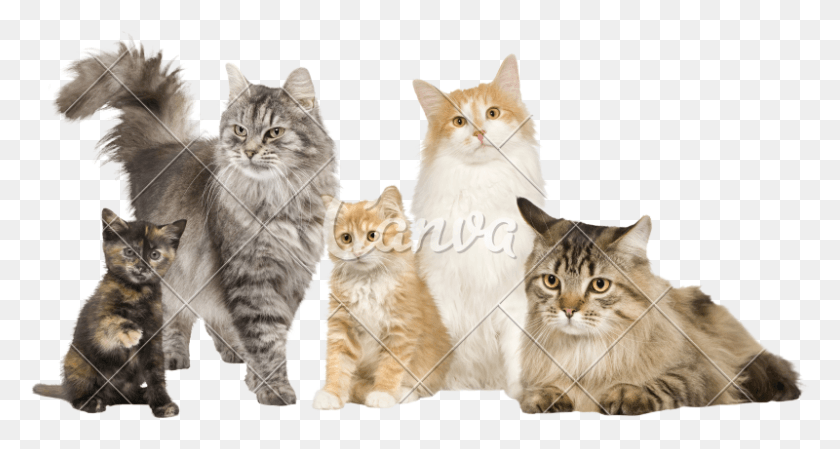 800x399 Freeuse Stock Group Из 5 Разных Кошек, Manx, Cat, Pet Hd Png Скачать