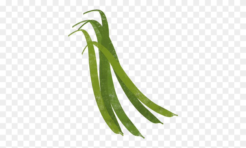 379x445 French Beans Illustration, Plant, Produce, Food HD PNG Download