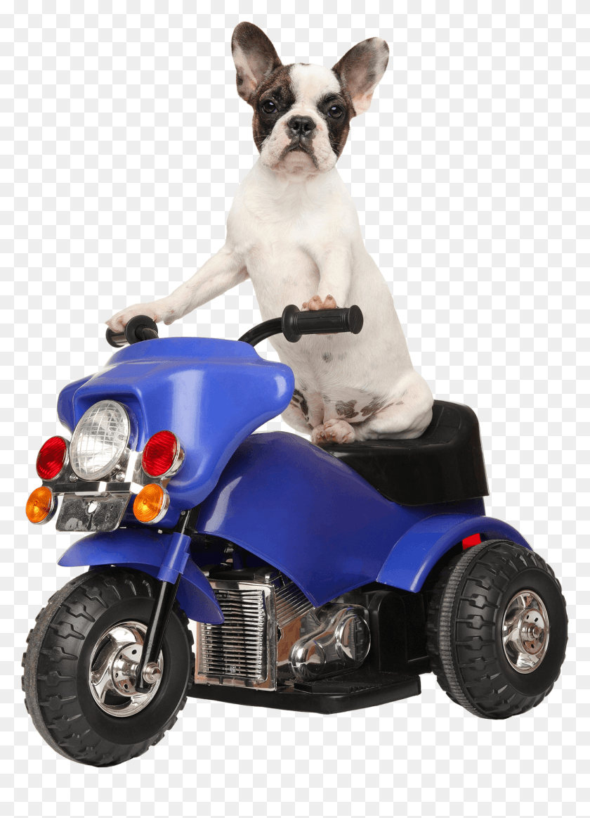 1300x1839 French Bulldog, Machine, Motor, Lawn Mower HD PNG Download
