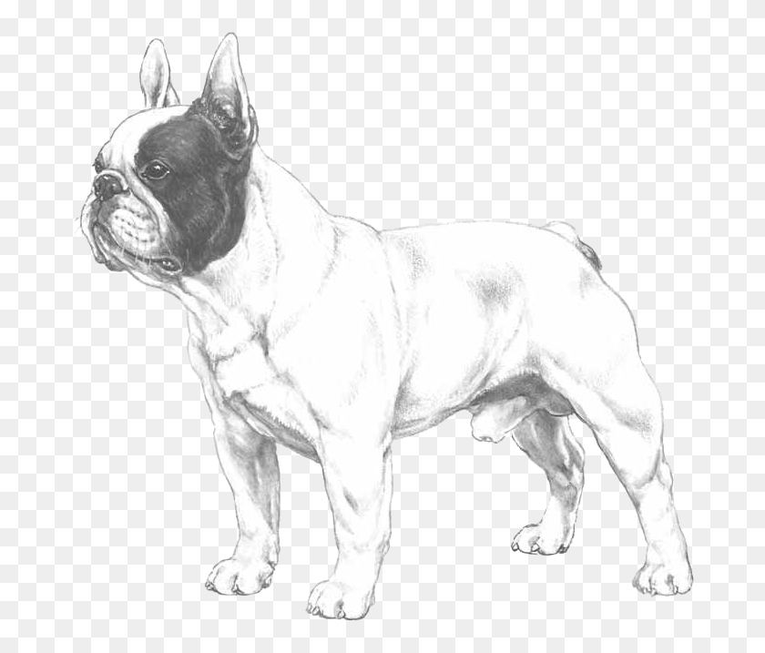 684x657 French Bulldog French Bulldog Transparent Logo, Dog, Pet, Canine HD PNG Download