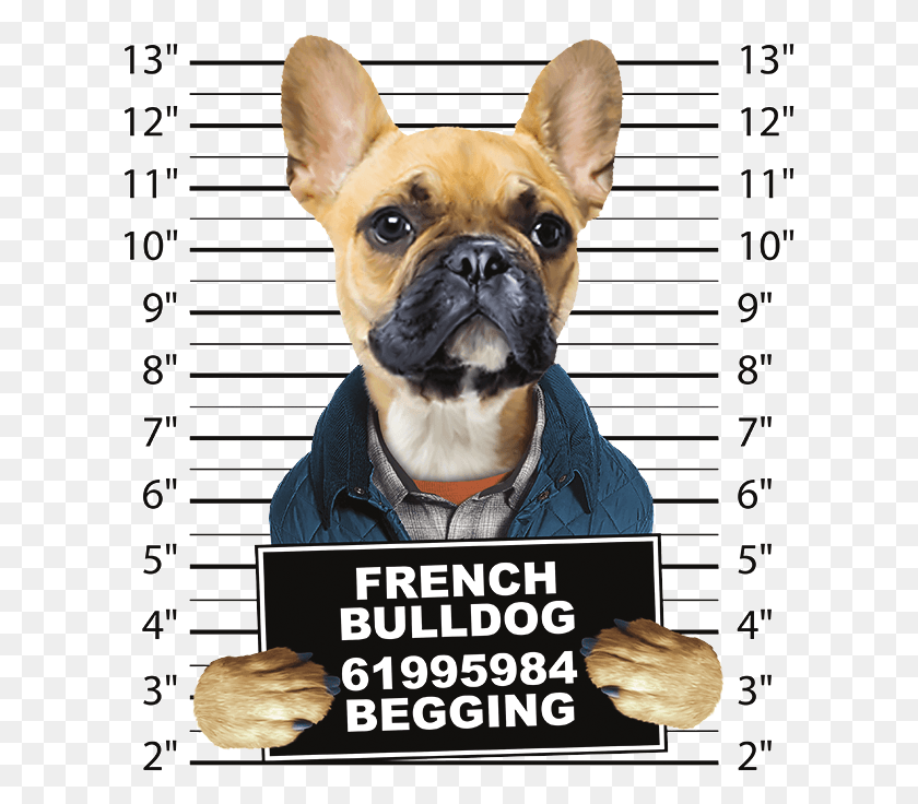 615x676 French Bulldog Mug Shot Dog Mug Shots, Pet, Canine, Animal HD PNG Download