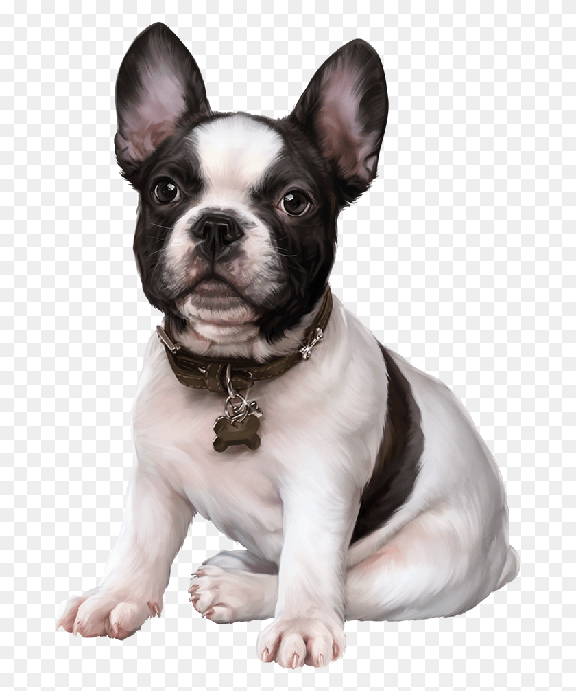 681x946 French Bulldog Puppy Images Clip Art Cute Dogs French Bulldog, Dog, Pet, Canine HD PNG Download