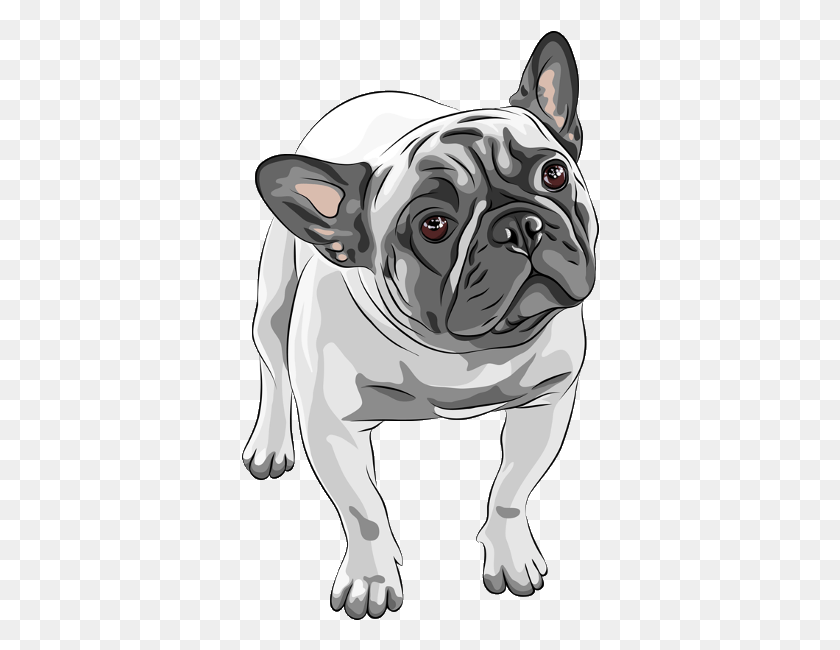 358x590 Descargar Png Bulldog Francés Pintura A La Acuarela Dibujo De Perro Bulldog Png