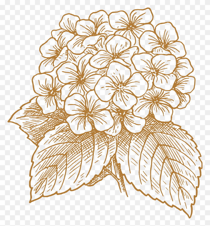 3427x3708 French Hydrangea Flower Drawing Clip Art Realistic Hydrangea Flowers Drawing, Tomb, Tombstone HD PNG Download