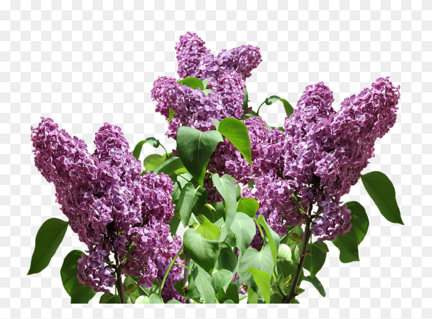 944x679 French Lilac Garden Shrubs, Plant, Flower, Blossom HD PNG Download