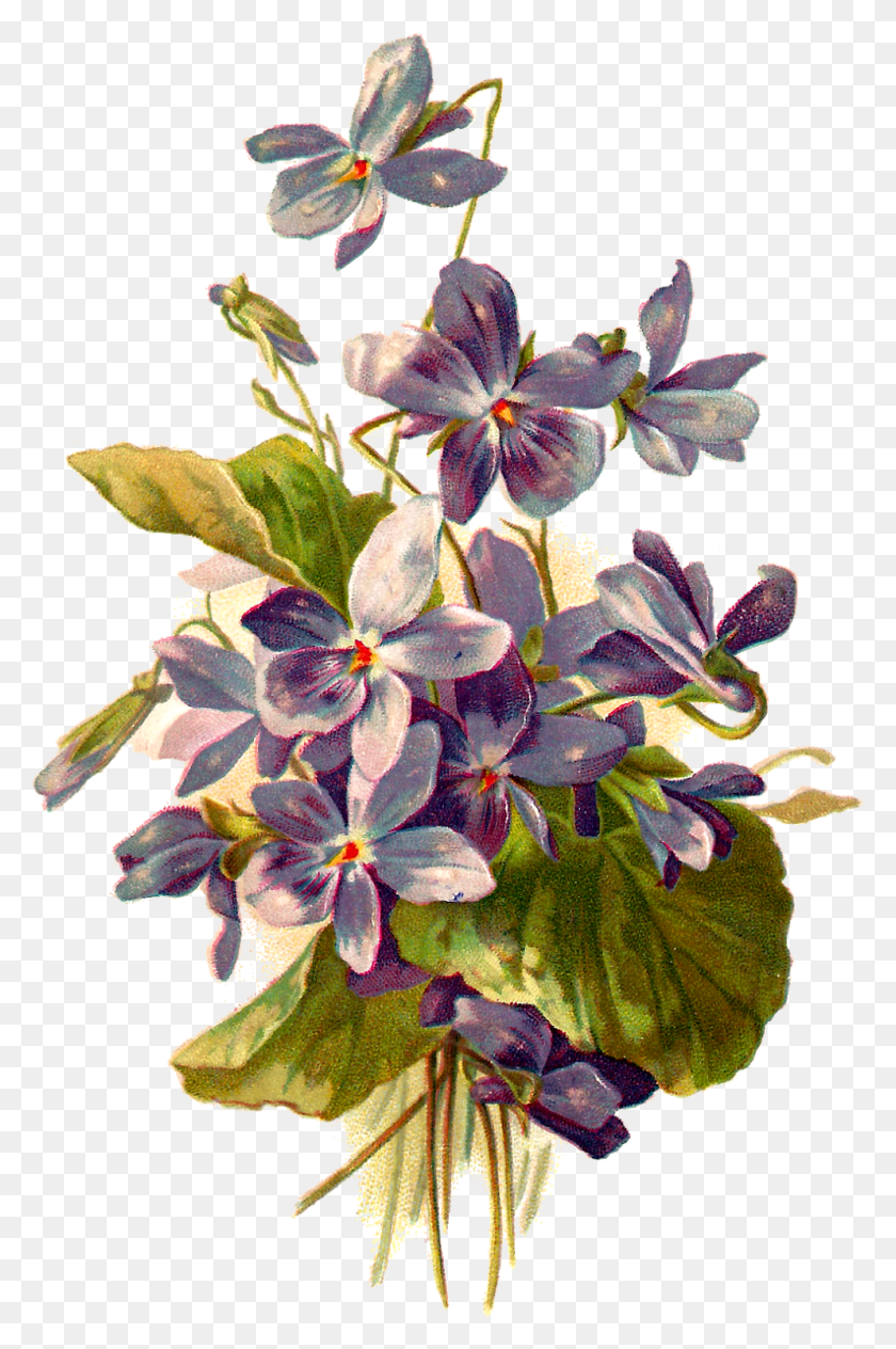 994x1535 Французская Открытка С Фиалками Фиолетовая Ботаническая Иллюстрация, Растение, Цветок, Цветение Png Скачать