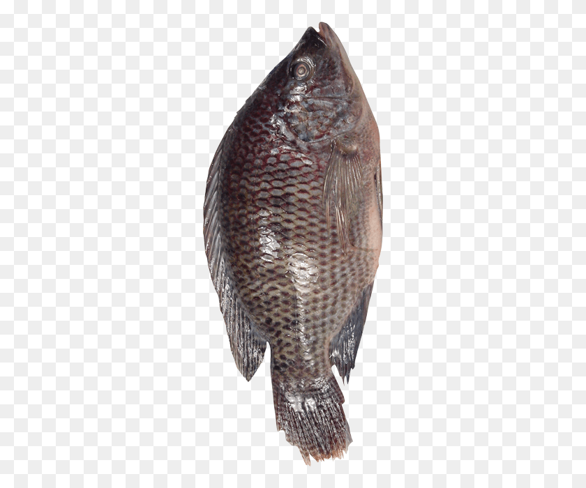 259x640 Descargar Png Basacatfishpangasius Bocourti Fresco De Vietnam Pomacentridae, Animal, Pescado, Vida Marina Hd Png