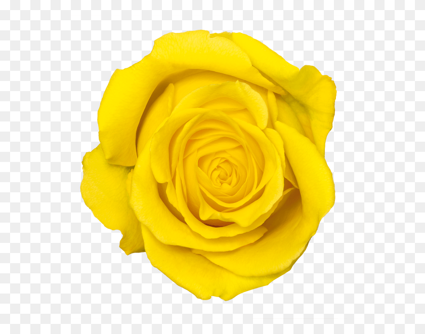600x600 Png Желтая Роза, Роза, Цветок, Растение Hd Png Скачать