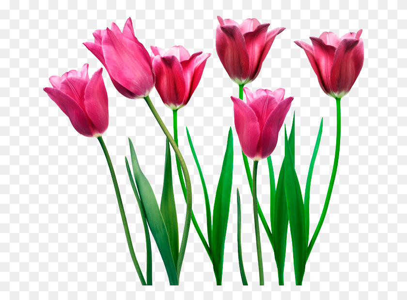 665x558 Fresh Faced Sprenger39s Tulip, Plant, Flower, Blossom HD PNG Download