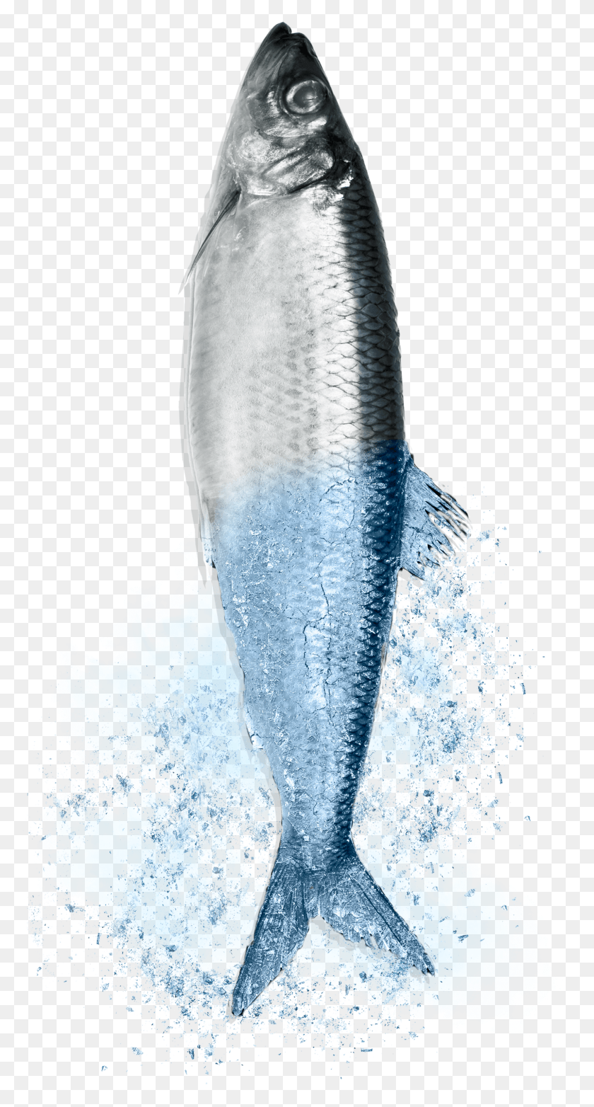 1528x2947 Fresh Fish Salmon, Ice, Outdoors, Nature HD PNG Download