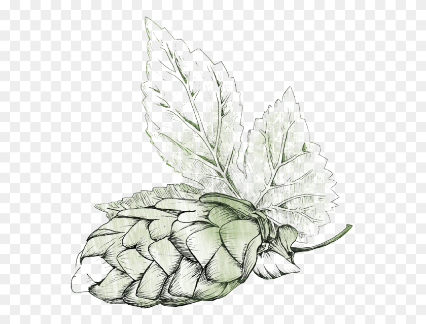 563x578 Fresh Hops Season Illustration Beer Hops, Leaf, Plant, Animal Descargar Hd Png