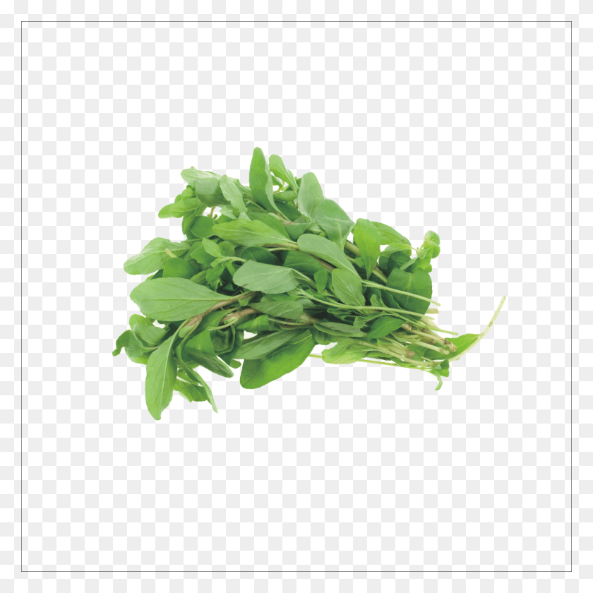 1773x1773 Fresh Marjoram, Plant, Vegetable, Food HD PNG Download