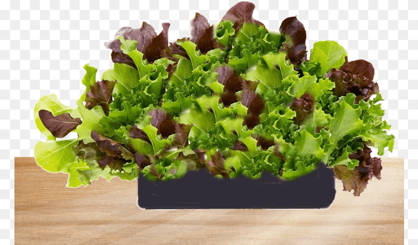 784x492 Freshly Bought Living Lettuce Superfood, Food, Plant, Produce, Vegetable Sticker PNG