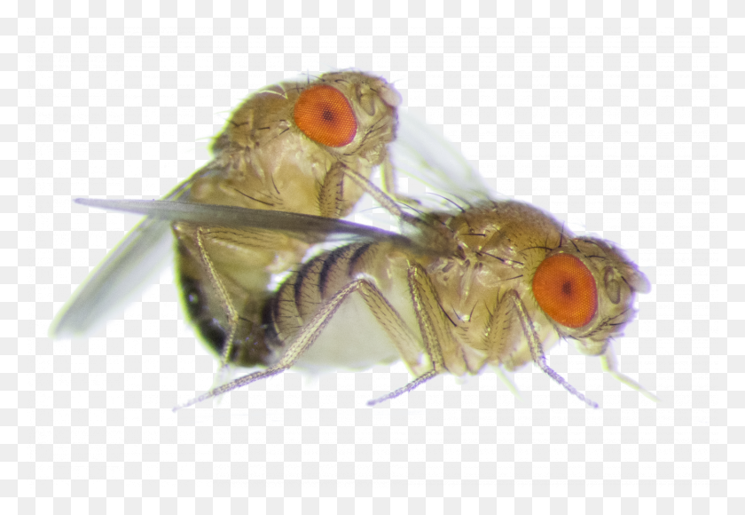 1500x1000 Frisky Female Fruit Flies Become More Aggressive Towards Fruit Fly, Insect, Invertebrate, Animal HD PNG Download