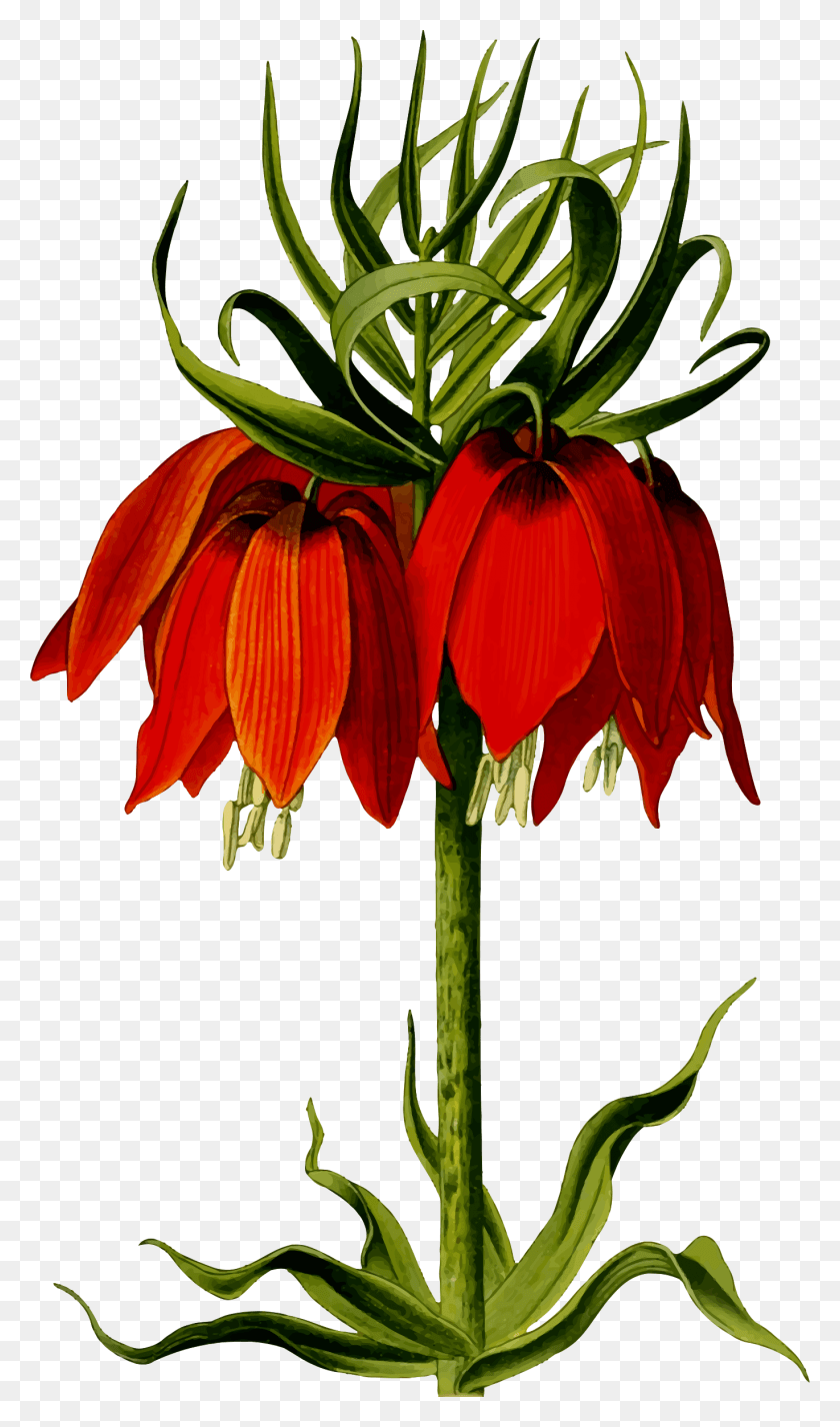 Fritillaria, Plant, Flower, Blossom HD PNG Download