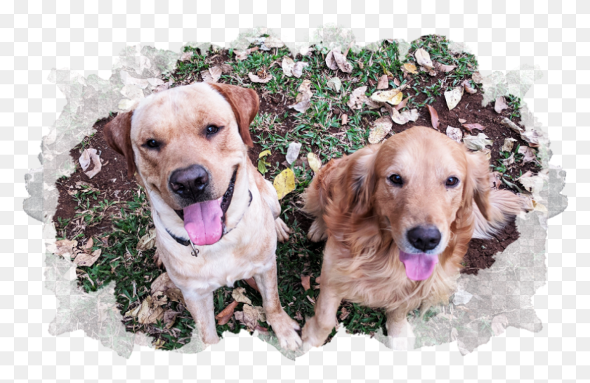 789x491 Frodo Cruese Companion Dog, Pet, Canine, Animal HD PNG Download