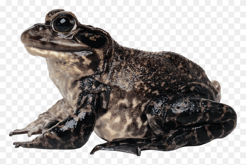 2248x1452 Frog, Amphibian, Wildlife, Animal HD PNG Download