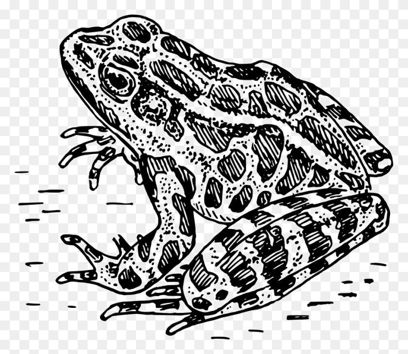 900x772 Frog, Gray, World Of Warcraft HD PNG Download