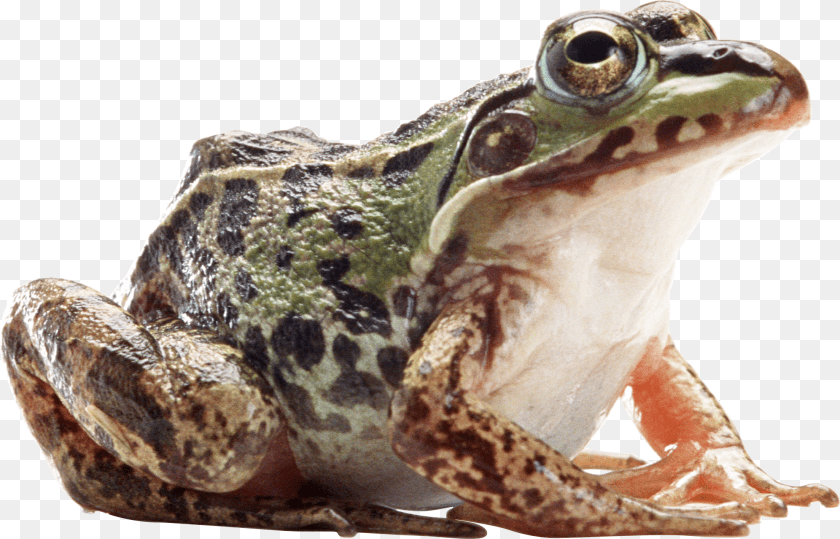 2208x1417 Frog, Amphibian, Animal, Wildlife, Lizard PNG