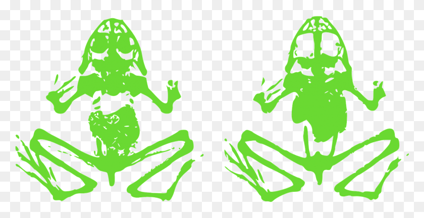 1281x611 Лягушка-Амфибия Жаба Зеленая Лягушка Изображение Мертвая Лягушка Картинки, Человек, Человек, Дикая Природа Hd Png Скачать
