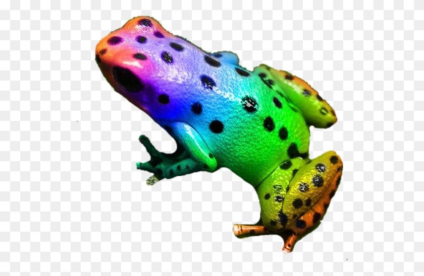 540x488 Frog Colorful Rainbow Neon Animal Rainbow Poison Dart Frogs, Amphibian, Wildlife, Tree Frog HD PNG Download
