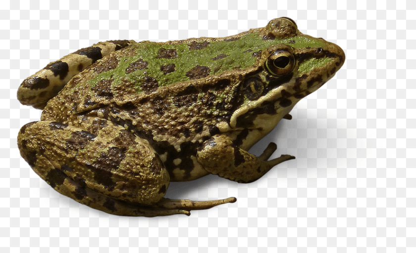 822x477 Frog Cropped Image Transparent Background Frog No Background, Lizard, Reptile, Animal HD PNG Download