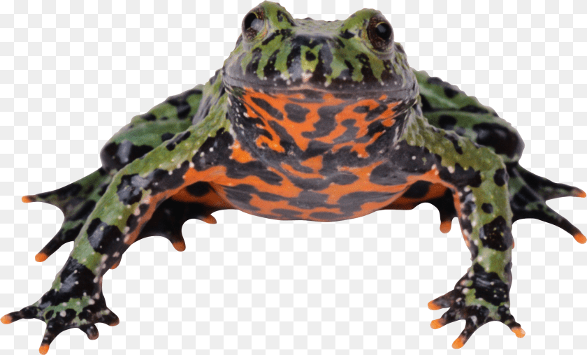 2111x1276 Frog Fire Bellied Toad Transparent, Animal, Wildlife, Amphibian, Lizard Clipart PNG