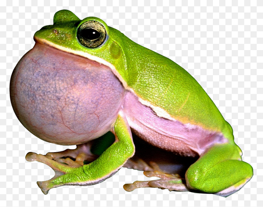 955x737 Frog Image Frog, Amphibian, Wildlife, Animal HD PNG Download