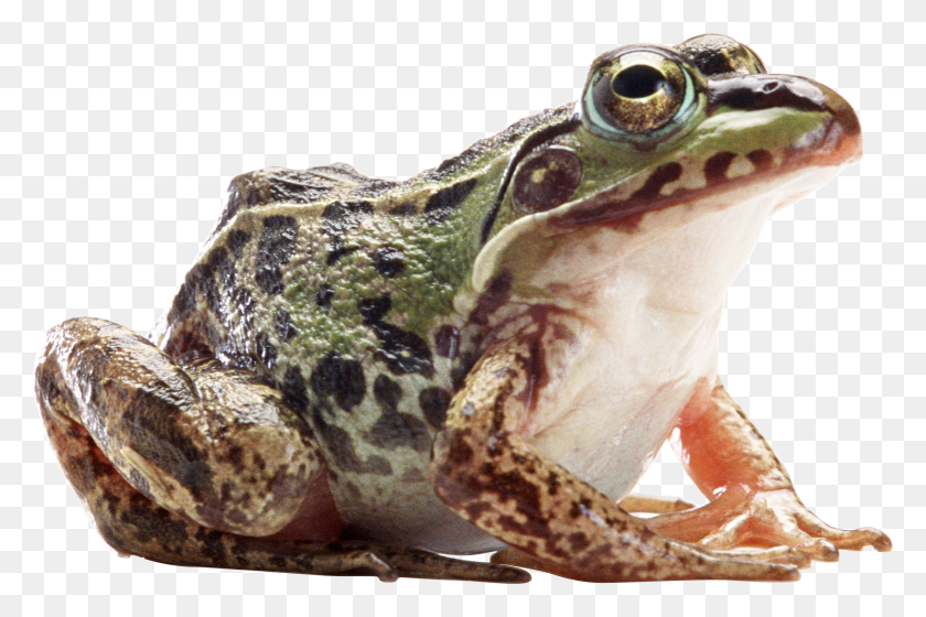 2208x1417 Frog Images Background Bull Frog, Amphibian, Wildlife, Animal HD PNG Download