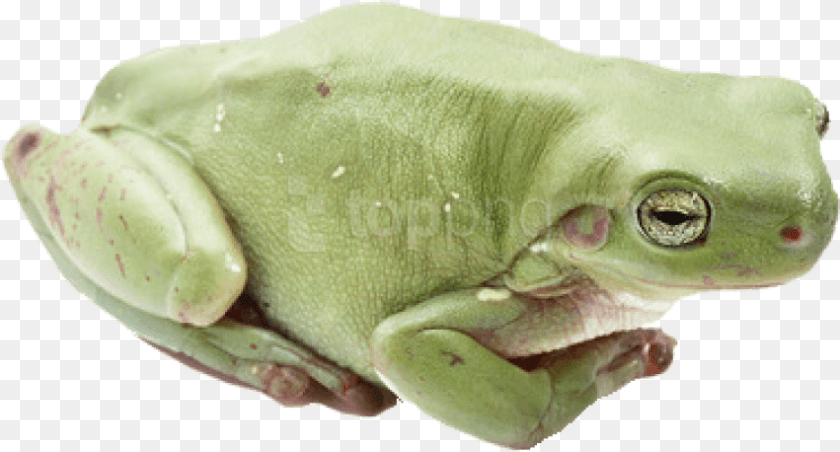 851x458 Frog Images Will You Be My Big Frog, Amphibian, Animal, Wildlife, Tree Frog PNG