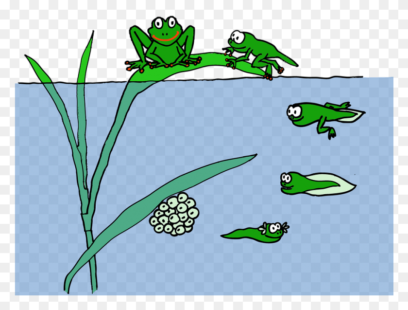 911x674 Frog Life Cycle Accessed From Com En Frog Tadpole Abka Tadpole To Frog, Amphibian, Wildlife, Animal HD PNG Download