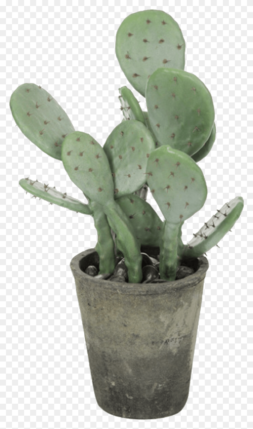 1083x1894 Frog On Ig Prickly Pear Potted, Plant, Cactus, Fungus HD PNG Download
