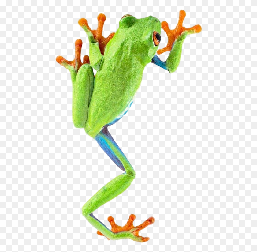 482x763 Frog Red Eyed Tree Frog, Amphibian, Wildlife, Animal HD PNG Download