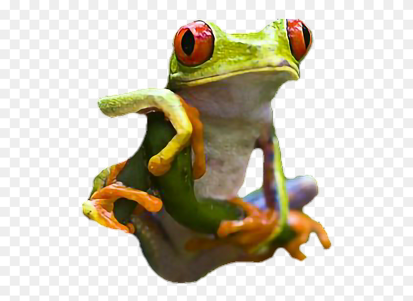 521x551 Frog Treefrog Amphibian Red Yellow Red Eyed Tree Frog, Wildlife, Animal, Tree Frog HD PNG Download