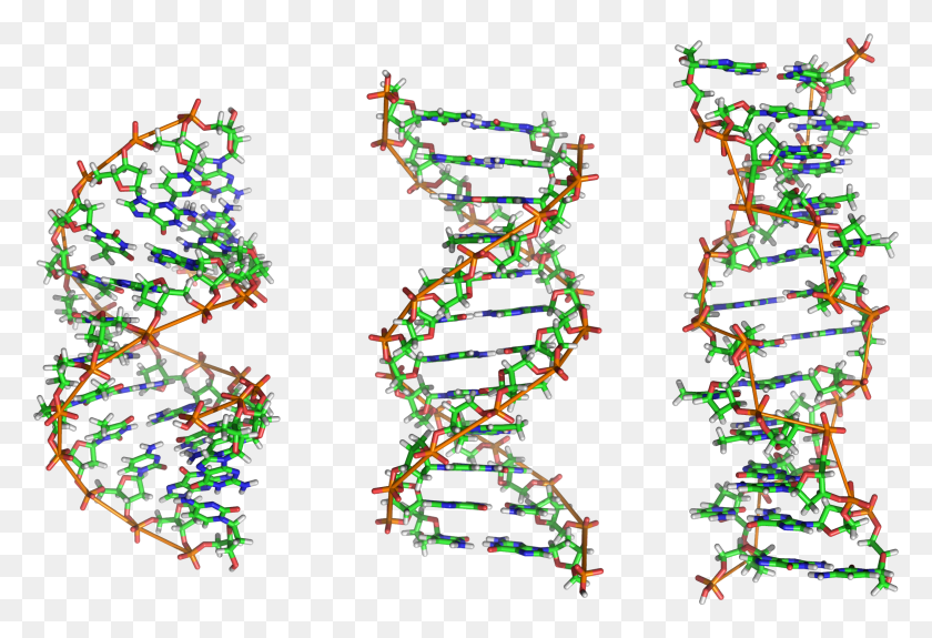 2373x1569 From Left To Right The Structures Of A B And Z Dna Dna Molecules, Ornament, Christmas Tree, Tree HD PNG Download