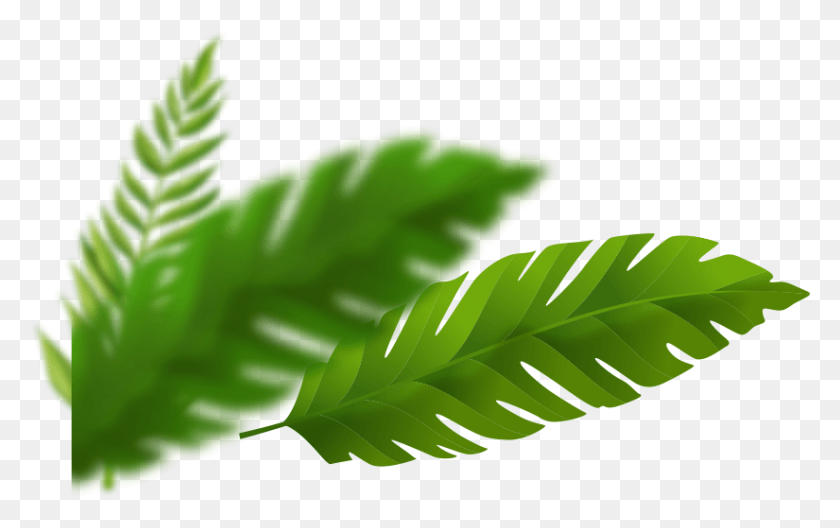 825x495 С Горных Высот На Другую Сторону Джунглей Папоротник, Лист, Растение, Зеленый Hd Png Скачать