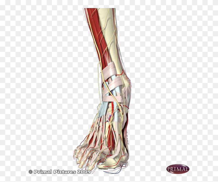 621x642 Front Medial Foot And Ankle Foot Muscle, Clothing, Apparel, Footwear HD PNG Download
