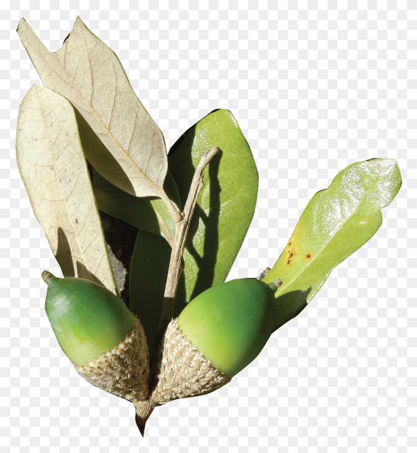1652x1807 Fruit Bud, Plant, Produce, Food HD PNG Download