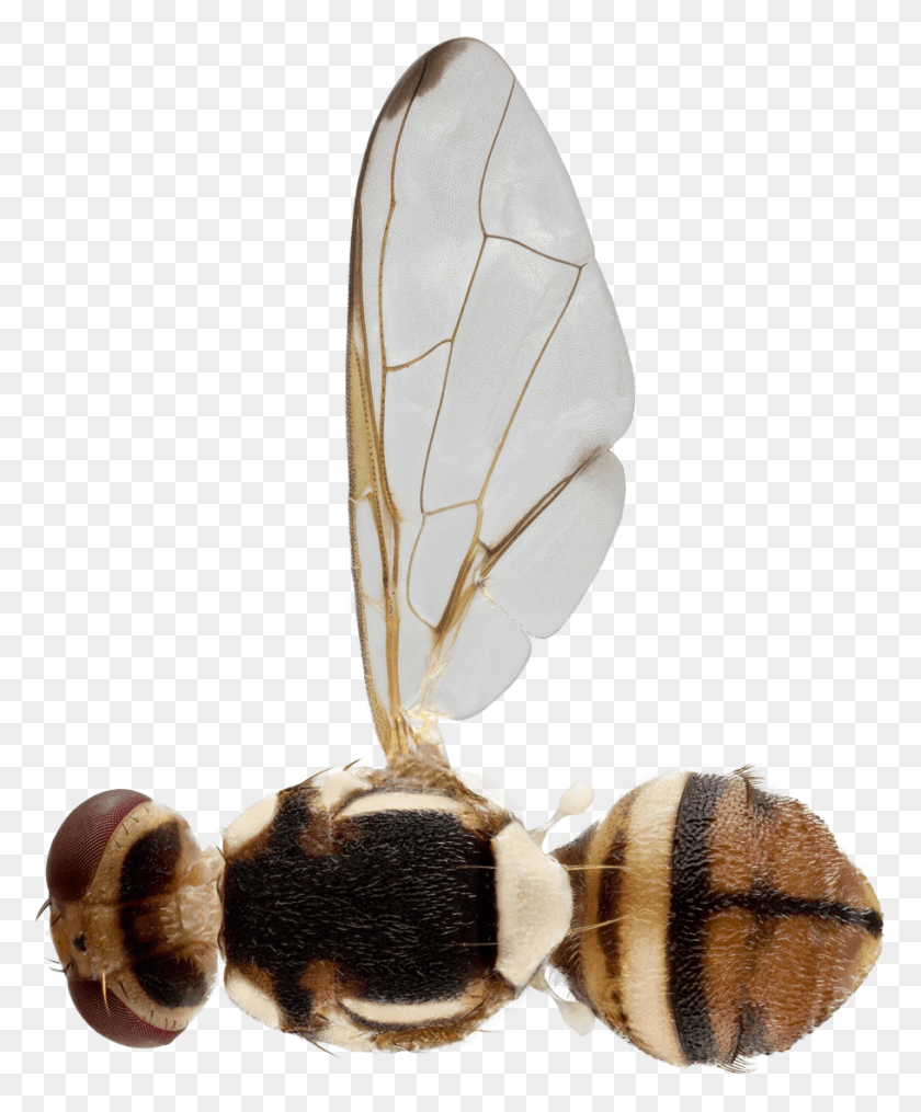 909x1114 Fruit Fly Bactrocera Correcta Net Winged Insects, Animal, Invertebrate, Insect HD PNG Download