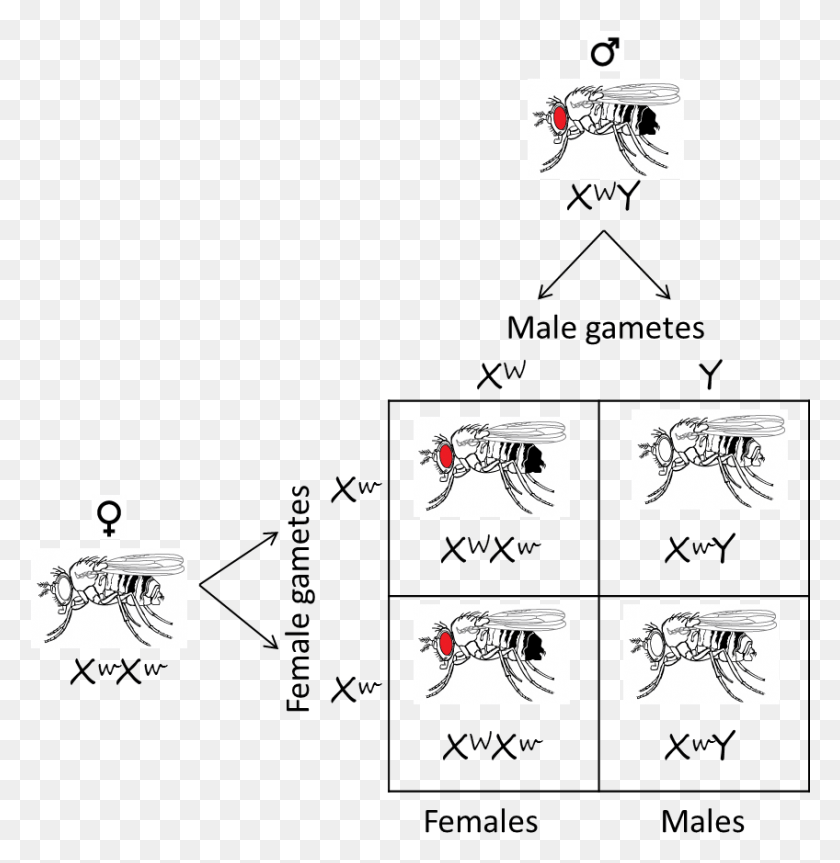 848x874 Fruit Fly Eye Reciprocal Cross Example Of Chromosome Theory Of Inheritance, Label, Text, Sticker HD PNG Download